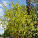 Laburnum anagyroides - Gemeiner Goldregen