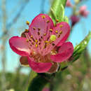 Prunus persica 'Flamingo' - Pfirsich