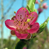 Prunus persica 'Flamingo' - Pfirsich