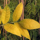 Fraxinus holotricha 'Moraine' - Balkanesche