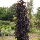 Rotblättriger Säulenholunder - Sambucus nigra 'Black Tower'
