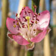 Prunus pers. 'Hale Haven': Bild 1/2