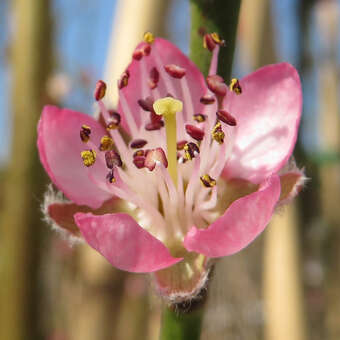 Prunus persica 'Hale Haven'