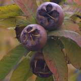 Mespilus germanica - Wilde Mispel, Asperl