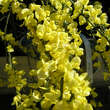 Cytisus kewensis 'Niki': Bild 1/2