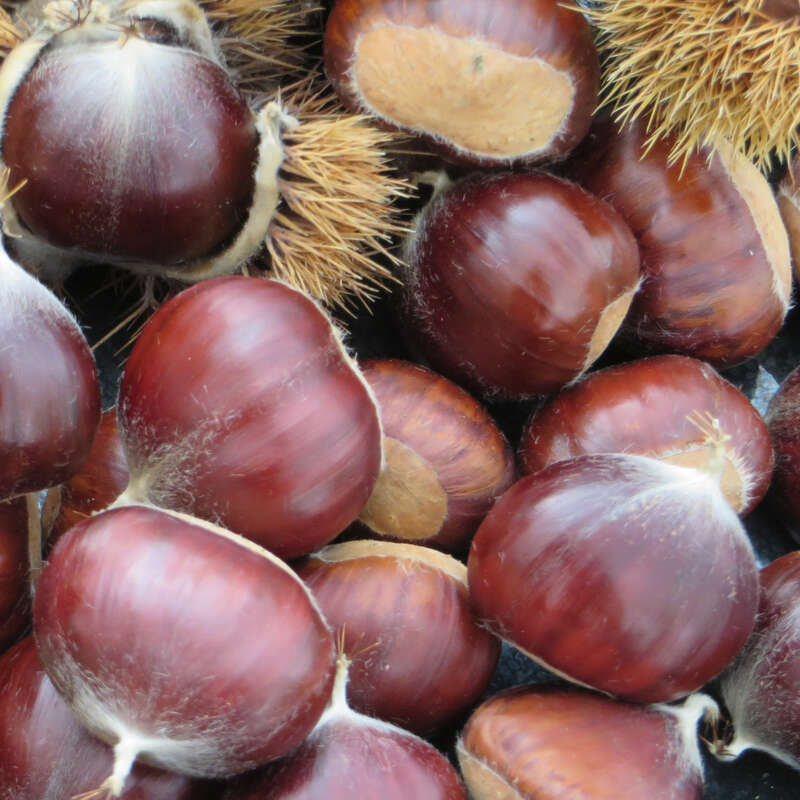 Essbare Edelkastanie, Maroni Castanea sativa 'Ecker 1