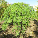 Gleditsia triacanthos 'Emerald Cascade' - Hänge-Lederhülsenbaum