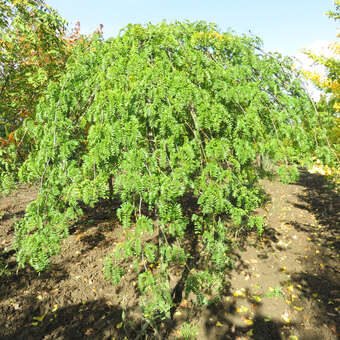 Gleditsia triacanthos 'Emerald Cascade'