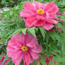 Paeonia suffruticosa rosa - Strauch-Pfingstrose