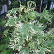 Liquidambar styraciflua 'Manon': Bild 1/3