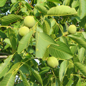 Juglans regia