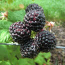 Himbeere - Rubus idaeus 'Black Jewel'
