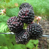 Rubus idaeus 'Black Jewel' - Himbeere