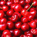 Prunus avium 'Sunburst' - Kirsche