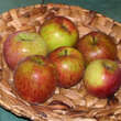 Malus dom. 'Rheinischer Krummstiel': Bild 1/2