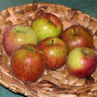 Malus dom. 'Rheinischer Krummstiel'