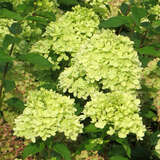 Hydrangea paniculata 'Little Lime' - Kleime Rispenhortensie