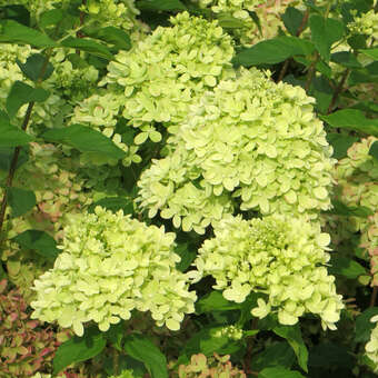 Hydrangea paniculata 'Little Lime'