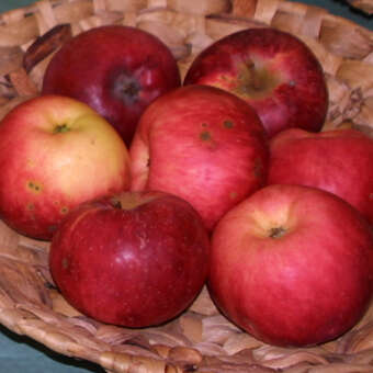 Malus domestica 'Jakob Fischer'