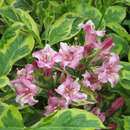Weigela 'Kosteriana Variegata' - Weigelie - rosa