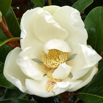 Magnolia grandiflora 'Ferruginea'