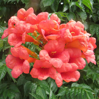 Campsis grandiflora