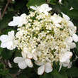 Viburnum macrocephalum 'Keteleerii': Bild 3/7