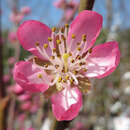 Tellernektarine - Prunus nucipersica 'Tellernektarine'