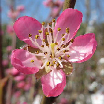 Prunus nucipersica 'Tellernektarine Weißer Sandwich'