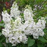 Syringa vulgaris 'Comtesse d'Harcourt' - Edelflieder - einfachblühend