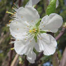 Prunus domestica 'The Czar' - Pflaume