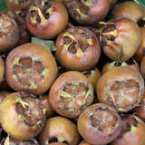 Mespilus germanica 'Schönbrunner Riesenmispel' - Mispel