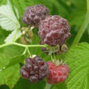Rubus idaeus 'Glen Coe' - Himbeere