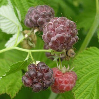 Rubus idaeus 'Glen Coe'