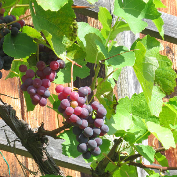 Vitis vinif. 'Blauer Portugieser': Bild 1/2 Vitis vinif. 'Blauer Portugieser': Bild 1/2