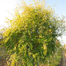 Ulmus pumila 'Beijing Gold' - Chinesische Goldulme