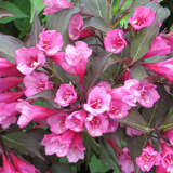 Weigela florida 'Alexandra' - Rotblättrige Weigelie