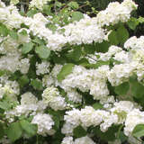 Viburnum plicatum 'Popcorn' - Etagenschneeball