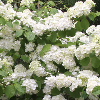 Viburnum plicatum 'Popcorn'