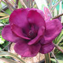 Magnolia 'Genie' - Großblumige Magnolie
