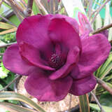 Magnolia 'Genie' - Großblumige Magnolie