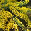 Cytisus procumbens: Bild 5/5