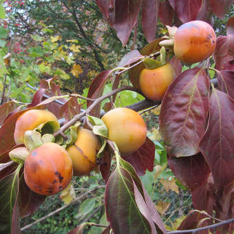 Diospyros kaki 'Steiermark-Kaki'