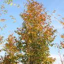 Zelkova serrata 'Fastigiata' - Schlankkronige Zelkove