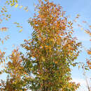 Zelkova serrata 'Fastigiata' - Schlankkronige Zelkove