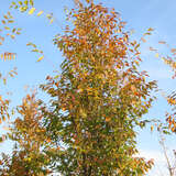 Zelkova serrata 'Fastigiata' - Schlankkronige Zelkove