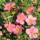 Potentilla fruticosa 'Pink Paradise' - Fünffingerstrauch