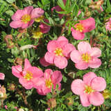 Potentilla fruticosa 'Pink Paradise' - Fünffingerstrauch