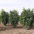 Prunus laurocerasus 'Genolier' - Kirschlorbeer