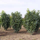 Prunus laurocerasus 'Genolier' - Kirschlorbeer